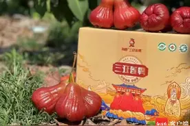 三亚莲雾首次出口加拿大 每公斤售价300元图片