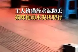 主人给猫拴水泥防丢，猫咪拖20斤重水泥爬行，网友：我知道这个品种，叫做犟种图片