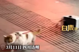 主人给猫拴水泥防丢，猫咪拖20斤重水泥爬行，网友：我知道这个品种，叫做犟种图片