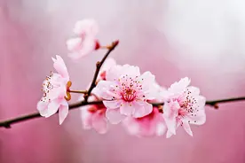 @爱花的杭州人：这些美美的春花，都能食用图片