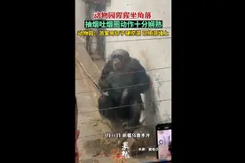 动物园猩猩坐角落，抽烟吐烟圈动作十分娴熟图片