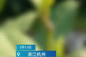 “龙井43”今起正式开采 航拍带你隔着屏幕闻茶香图片