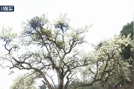 川渝好风光丨花开如雪 这里的花海惊艳了整个春天图片