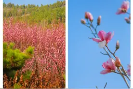 阳春三月，又是一年尼山杏花微雨时图片
