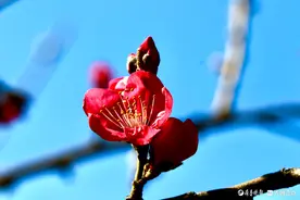 百花争艳，扮靓了小清河两岸图片