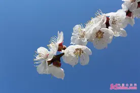 山东邹平：千树万树杏花开 乡村春景入画来图片