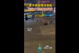 男子想投喂流浪狗，走近才发现是塑料袋图片