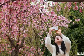 别错过！今年南京樱花盛开期在3月15日前后，最佳观赏期15—20天图片