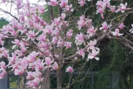 就现在！带着这份赏花攻略一起走“花路”吧图片