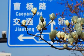太美啦！快来普陀这里走“花”路图片