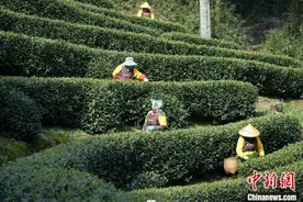 杭州西湖龙井茶正式开采图片