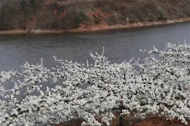 【春日里的中国】河南西峡：梨花烂漫展新颜图片