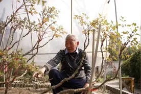 董其昌相赠的牡丹494岁了，如今80多岁老人守护依旧，今春花开如故！图片