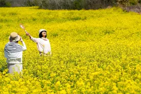 阳春三月，相约武汉江夏赏油菜花图片