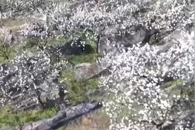 喀斯特地貌山村石缝里种出李子树 勤劳致富赢赞赏图片