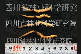 人工繁育冬虫夏草，距离产业化还有多远？图片