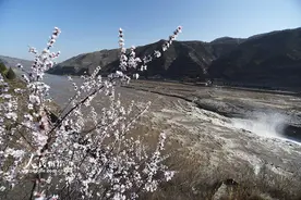 山西吉县：黄河壶口瀑布迎来“桃花汛”图片