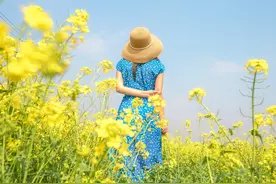 上万亩油菜花绽放等你来 四大赏花游线路美丽发布 武汉江夏赏花游今日浪漫启幕图片