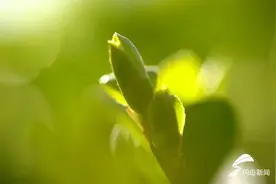德州：微观世界里的春天 处处生机盎然图片