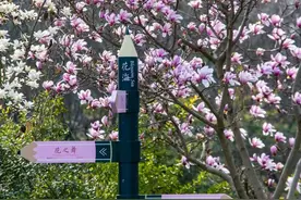 人间三月天，金山美如画！图片