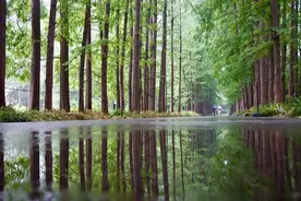 森林对我们有什么作用？一起来了解~图片