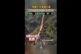 伤敌一千自损八百，网友拍到两只长颈鹿打架图片
