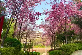 永仁：樱花盛开 春色满园图片