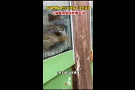 威海神雕山野生动物园一红毛猩猩，与游客隔玻璃亲嘴互动图片