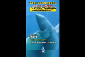 海洋馆一鲨鱼撕咬同类不松口，工作人员：是正常现象图片