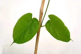 喉咙出现这几种异常 或许是肺部出了问题图片