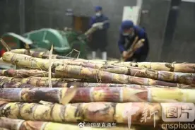 紧急提醒：霉变甘蔗不能吃 初春是甘蔗中毒高发期图片