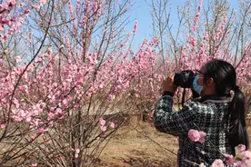 快来打卡！汝州市第二届硕平花海美人梅旅游文化节开幕图片