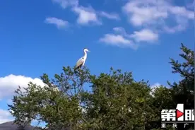 川渝好风光丨重庆酉阳：成群苍鹭古树上筑巢安家图片