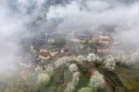 你那里梨花开了吗？浙江2处爆款梨花观赏地，现在去刚好！图片