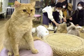 烟台“猫咖”正流行 花25元能和40多只猫咪玩一天图片