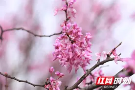 江永：万亩紫荆花开醉游人图片