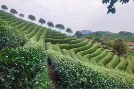 何必都挤着去西湖边？来杭州这处“小九寨沟”赏春光，公交直达图片