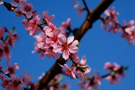 川渝好风光丨三月春风吹 桃花惹人醉图片