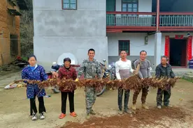 大开眼界！福建永安“超级竹王”长出113个竹笋图片