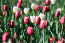 南京中山植物园欧洲花卉展开幕，“世界花后”郁金香进入盛花期图片