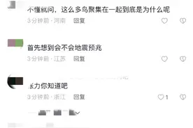 合肥这里大量飞鸟聚集盘旋！网友：是异象吗？专家说……图片