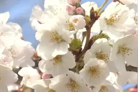 日本东京的樱花树已经含苞待放 开花时间或创下最早纪录图片