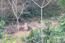 亚洲象坠入深水坑！被救后扬鼻感谢图片