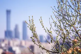 景山公园春花初绽，吸引游客打卡拍照图片