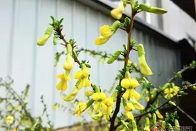 有一种叫云南的生活｜通海金雀花，品尝春天的味道图片