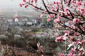 淮南：八公山下现春色，花海引来八方客（组图）图片