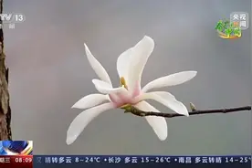 早春各地草木萌发 一起欣赏欣欣向荣的景色→图片