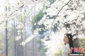 落英缤纷中邂逅春光：南京这间“樱花教室”浪漫满窗图片