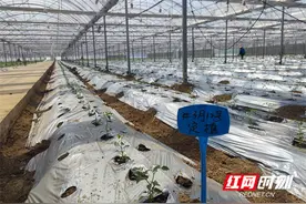 3·15调查｜樟树港辣椒“李鬼”当道 消费维权又有新痛点图片