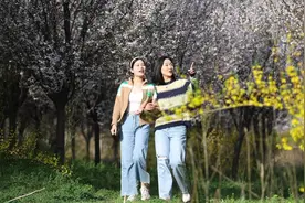 南漳：十里春风不如“李”图片